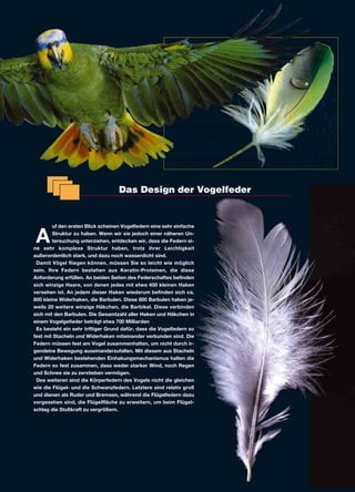 A
uf den ersten Blick scheinen Vogelfedern eine sehr einfache
Struktur zu haben. Wenn wir sie jedoch einer näheren Un-
tersuchung unterziehen, entdecken wir, dass die Federn ei-
ne sehr komplexe Struktur haben, trotz ihrer Leichtigkeit
außerordentlich stark, und dazu noch wasserdicht sind.
Damit Vögel fliegen können, müssen Sie so leicht wie möglich
sein. Ihre Federn bestehen aus Keratin-Proteinen, die diese
Anforderung erfüllen. An beiden Seiten des Federschaftes befinden
sich winzige Haare, von denen jedes mit etwa 400 kleinen Haken
versehen ist. An jedem dieser Haken wiederum befinden sich ca.
800 kleine Widerhaken, die Barbulen. Diese 800 Barbulen haben je-
weils 20 weitere winzige Häkchen, die Barbikel. Diese verbinden
sich mit den Barbulen. Die Gesamtzahl aller Haken und Häkchen in
einem Vogelgefieder beträgt etwa 700 Milliarden
Es besteht ein sehr triftiger Grund dafür, dass die Vogelfedern so
fest mit Stacheln und Widerhaken miteinander verbunden sind. Die
Federn müssen fest am Vogel zusammenhalten, um nicht durch ir-
gendeine Bewegung auseinanderzufallen. Mit diesem aus Stacheln
und Widerhaken bestehenden Einhakungsmechanismus halten die
Federn so fest zusammen, dass weder starker Wind, noch Regen
und Schnee sie zu zerstieben vermögen.
Des weiteren sind die Körperfedern des Vogels nicht die gleichen
wie die Flügel- und die Schwanzfedern. Letztere sind relativ groß
und dienen als Ruder und Bremsen, während die Flügelfedern dazu
vorgesehen sind, die Flügelfläche zu erweitern, um beim Flügel-
schlag die Stoßkraft zu vergrößern.
Das Design der Vogelfeder
 