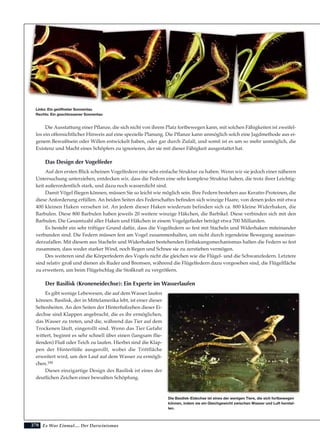 270
Die Ausstattung einer Pflanze, die sich nicht von ihrem Platz fortbewegen kann, mit solchen Fähigkeiten ist zweifel-
los ein offensichtlicher Hinweis auf eine spezielle Planung. Die Pflanze kann unmöglich solch eine Jagdmethode aus ei-
genem Bewußtsein oder Willen entwickelt haben, oder gar durch Zufall, und somit ist es um so mehr unmöglich, die
Existenz und Macht eines Schöpfers zu ignorieren, der sie mit dieser Fähigkeit ausgestattet hat.
Das Design der Vogelfeder
Auf den ersten Blick scheinen Vogelfedern eine sehr einfache Struktur zu haben. Wenn wir sie jedoch einer näheren
Untersuchung unterziehen, entdecken wir, dass die Federn eine sehr komplexe Struktur haben, die trotz ihrer Leichtig-
keit außerordentlich stark, und dazu noch wasserdicht sind.
Damit Vögel fliegen können, müssen Sie so leicht wie möglich sein. Ihre Federn bestehen aus Keratin-Proteinen, die
diese Anforderung erfüllen. An beiden Seiten des Federschaftes befinden sich winzige Haare, von denen jedes mit etwa
400 kleinen Haken versehen ist. An jedem dieser Haken wiederum befinden sich ca. 800 kleine Widerhaken, die
Barbulen. Diese 800 Barbulen haben jeweils 20 weitere winzige Häkchen, die Barbikel. Diese verbinden sich mit den
Barbulen. Die Gesamtzahl aller Haken und Häkchen in einem Vogelgefieder beträgt etwa 700 Milliarden.
Es besteht ein sehr triftiger Grund dafür, dass die Vogelfedern so fest mit Stacheln und Widerhaken miteinander
verbunden sind. Die Federn müssen fest am Vogel zusammenhalten, um nicht durch irgendeine Bewegung auseinan-
derzufallen. Mit diesem aus Stacheln und Widerhaken bestehenden Einhakungsmechanismus halten die Federn so fest
zusammen, dass weder starker Wind, noch Regen und Schnee sie zu zerstieben vermögen.
Des weiteren sind die Körperfedern des Vogels nicht die gleichen wie die Flügel- und die Schwanzfedern. Letztere
sind relativ groß und dienen als Ruder und Bremsen, während die Flügelfedern dazu vorgesehen sind, die Flügelfläche
zu erweitern, um beim Flügelschlag die Stoßkraft zu vergrößern.
Der Basilisk (Kroneneidechse): Ein Experte im Wasserlaufen
Es gibt wenige Lebewesen, die auf dem Wasser laufen
können. Basilisk, der in Mittelamerika lebt, ist einer dieser
Seltenheiten. An den Seiten der Hinterfußzehen dieser Ei-
dechse sind Klappen angebracht, die es ihr ermöglichen,
das Wasser zu treten, und die, während das Tier auf dem
Trockenen läuft, eingerollt sind. Wenn das Tier Gefahr
wittert, beginnt es sehr schnell über einen (langsam flie-
ßenden) Fluß oder Teich zu laufen. Hierbei sind die Klap-
pen der Hinterfüße ausgerollt, wobei die Trittfläche
erweitert wird, um den Lauf auf dem Wasser zu ermögli-
chen.190
Dieses einzigartige Design des Basilisk ist eines der
deutlichen Zeichen einer bewußten Schöpfung.
Es War Einmal.... Der Darwinismus
Links: Ein geöffneter Sonnentau
Rechts: Ein geschlossener Sonnentau
Die Basilisk-Eidechse ist eines der wenigen Tiere, die sich fortbewegen
können, indem sie ein Gleichgewicht zwischen Wasser und Luft herstel-
len.
 