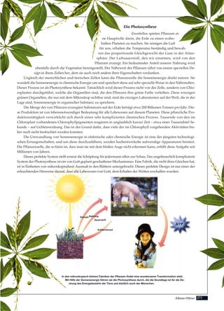 271Adnan Oktar
Die Photosynthese
Zweifellos spielen Pflanzen ei-
ne Hauptrolle darin, die Erde zu einen wohn-
haften Planeten zu machen. Sie reinigen die Luft
für uns, erhalten die Temperatur beständig und bewah-
ren das proportionale Gleichgewicht der Gase in der Atmo-
sphäre. Der Luftsauerstoff, den wir einatmen, wird von den
Pflanzen erzeugt. Ein bedeutender Anteil unserer Nahrung wird
ebenfalls durch die Vegetation bereitgestellt. Der Nährwert der Pflanzen rührt von einem speziellen De-
sign in ihren Zellen her, dem sie auch noch andere ihrer Eigenschaften verdanken.
Ungleich der menschlichen und tierischen Zellen kann die Pflanzenzelle die Sonnenenergie direkt nutzen. Sie
wandelt die Sonnenenergie in chemische Energie um und speichert diese auf sehr spezielle Weise in den Nährstoffen.
Dieser Prozess ist als Photosynthese bekannt. Tatsächlich wird dieser Prozess nicht von der Zelle, sondern von Chlo-
roplasten durchgeführt, welche die Organellen sind, die den Pflanzen ihre grüne Farbe verleihen. Diese winzigen
grünen Organellen, die nur mit dem Mikroskop sichtbar sind, sind die einzigen Laboratorien auf der Welt, die in der
Lage sind, Sonnenenergie in organischer Substanz zu speichern.
Die Menge der von Pflanzen erzeugten Substanzen auf der Erde beträgt etwa 200 Billionen Tonnen pro Jahr. Die-
se Produktion ist von lebensnotwendiger Bedeutung für alle Lebewesen auf diesem Planeten. Diese pflanzliche Pro-
duktionstätigkeit verwirklicht sich durch einen sehr komplizierten chemischen Prozess. Tausende von den im
Chloroplast vorhandenen Chlorophyllpigmenten reagieren in unglaublich kurzer Zeit – etwa einer Tausendstel Se-
kunde – auf Lichteinwirkung. Das ist der Grund dafür, dass viele der im Chlorophyll vorgehenden Aktivitäten bis-
her noch nicht beobachtet werden konnten.
Die Umwandlung von Sonnenenergie in elektrische oder chemische Energie ist eine der jüngsten technologi-
schen Errungenschaften, und um diese durchzuführen, werden hochentwickelte aufwendige Apparaturen benützt.
Die Pflanzenzelle, die so klein ist, dass man sie mit dem bloßen Auge nicht erkennen kann, erfüllt diese Aufgabe seit
Millionen von Jahren.
Dieses perfekte System stellt erneut die Schöpfung für jedermann offen zur Schau. Das ungeheuerlich komplizierte
System der Photosynthese ist ein von Gott geplant geschaffener Mechanismus. Eine Fabrik, die nicht ihres Gleichen hat,
ist in Einheiten von mikroskopischem Ausmaß in den Blättern untergebracht. Dieses perfekte Design ist nur einer der
erleuchtenden Hinweise darauf, dass alle Lebewesen von Gott, dem Erhalter der Welten erschaffen wurden.
Energie
Kohlendioxyd
Sauerstoff
Nahrung
In den mikroskopisch kleinen Fabriken der Pflanzen findet eine wundersame Transformation statt.
Mit Hilfe der Sonnenenergie führen sie die Photosynthese durch, die die Grundlage ist für die De-
ckung des Energiebedarfs der Tiere und letztlich auch der Menschen.
 