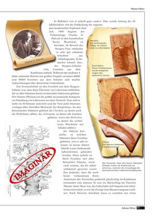 43Adnan Oktar
In Wahrheit war es jedoch ganz anders. Dies wurde Anfang des 20.
Jahrhunderts, mit der Entdeckung der sogenan-
nten kambrischen Explosion deut-
lich. 1909 begann der
Paläontologe Charles D.
Walcott in den kanadischen
Rocky Mountains zu
forschen. Im Bereich des
Burgess Pass, entdeckte
er sehr gut erhaltene
Schichten aus
Schiefergestein. Er be-
merkte schnell, dass
der Burgess-Schiefer
viele Fossilien aus dem
Kambrium enthielt. Während der nächsten 4
Jahre sammelte Walcott mit größter Sorgfalt zwischen 60000
und 80000 Fossilien aus dem Schiefer und machte
Aufzeichnungen über deren feine Unterschiede.
Das Erstaunlichste an den Fossilien aus dem Burgess-
Schiefer war, dass diese Überreste von Lebewesen enthielten,
die zu allen Stämmen heute existierender Lebewesen gehören.
(Ein Stamm (Phylum) ist die größte taxonomische Kategorie
zur Einteilung von Lebewesen aus dem Tierreich. Tiere sind in
mehr als 50 Stämme unterteilt und die Tiere jedes Stammes
verfügen über dieselben Merkmale des Körperbaus. Zu den
bekanntesten Stämmen gehören die Chordata, zu denen auch
die Wirbeltiere zählen, die Arthropoda, zu denen alle Insekten
gehören, sowie die Mollusken,
zu denen die wirbel-
losen Weichtiere mit
Schalen zählen.)
Als Walcott fest-
stellte, zu welchen
Stämmen diese Fossilien
gehörten, war er sehr er-
staunt. In keiner älteren
Schicht waren bedeutende
Lebensformen gefunden
worden. Diese jedoch en-
thielt Fossilien fast aller
bekannten Stämme, sowie
viele weitere, die bis dahin
unbekannt gewesen waren.
Das bedeutet, dass die noch
heute vorhandenen Basis-
Anatomien des Tierreiches praktisch gleichzeitig im Kambrium
entstanden sein müssen. Es war ein Rückschlag für Darwins
Theorie. Seine These war, das Leben habe sich langsam und schrit-
tweise entwickelt, so wie die Zweige eines Baumes langsam wach-
sen. Nach Darwins Annahme muss es zunächst nur einen
Harun Yahya
CChhaarrlleess DD.. WWaallccootttt
MMaarreellllaa::
EEiinn AArrtthhrrooppooddee,,
ffäähhiigg,, zzuu llaauuffeenn
uunndd zzuu sscchhwwiimmmmeenn..
XXyyssttrriidduurraa::
DDiieessee TTrriilloobbiitteennaarrtt
bbeessaaßß kkoommpplleexxee
AAuuggeenn mmiitt
mmeehhrreerreenn LLiinnsseenn..
PPiikkaaiiaa::
DDaass äälltteessttee bbeekkaannnnttee
CChhoorrddaattiieerrffoossssiill
DDiiee TTaattssaacchhee,, ddaassss aallllee hheeuuttee lleebbeennddeenn
SSttäämmmmee sscchhoonn iimm KKaammbbrriiuumm eexx--
iissttiieerrtteenn,, zzeerrssttöörrtt ddiiee GGrruunnddllaaggee ddeess
ddaarrwwiinniissttiisscchheenn FFaammiilliieennssttaammmmbbaauummss..
 