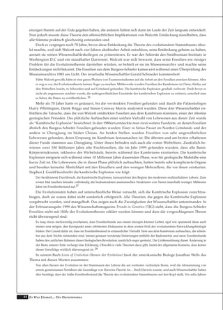 44 Es War Einmal.... Der Darwinismus
einzigen Stamm auf der Erde gegeben haben, die anderen hätten sich dann im Laufe der Zeit langsam entwickelt.
Nun jedoch musste diese Theorie den offensichtlichen Implikationen von Walcotts Entdeckung standhalten, dass
alle Stämme praktisch gleichzeitig entstanden sind.
Doch es vergingen noch 70 Jahre, bevor diese Entdeckung die Theorie des evolutionären Stammbaums obso-
let machte, weil sich Walcott nach vier Jahren akribischer Arbeit entschloss, seine Entdeckung geheim zu halten,
anstatt sie seinen Wissenschaftlerkollegen zu präsentieren. Er war der Sekretär des Smithsonian-Instituts in
Washington D.C und ein standhafter Darwinist. Walcott war sich bewusst, dass seine Fossilien ein riesiges
Problem für die Evolutionstheorie darstellen würden, so behielt er sie im Museumsarchiv und machte seine
Entdeckungen nicht bekannt. Die Fossilien aus dem Burgess-Schiefer kamen erst während einer Überprüfung des
Museumsarchivs 1985 ans Licht. Der israelische Wissenschaftler Gerald Schroeder kommentiert:
Hätte Walcott gewollt, hätte er eine ganze Phalanx von Examensstudenten auf die Arbeit an den Fossilien ansetzen können. Aber
er zog es vor, der Evolutionstheorie keinen Ärger zu machen. Mittlerweile wurden Fossilien des Kambriums in China, Afrika, auf
den Britischen Inseln, in Schweden und auf Grönland gefunden. Die kambrische Explosion geschah weltweit. Doch bevor es
nicht als angemessen erachtet wurde, die außergewöhnlichen Umstände der kambrischen Explosion zu erörtern, unterließ man
es lieber, die Daten zu veröffentlichen. 26
Mehr als 70 Jahre hatte es gedauert, bis die versteckten Fossilien gefunden und durch die Paläontologen
Harry Whittington, Derek Briggs und Simon Conway Morris analysiert wurden. Diese drei Wissenschaftler en-
thüllten die Tatsache, dass die von Walcott entdeckten Fossilien aus dem Kambrium stammen, einer der ältesten
geologischen Perioden. Das plötzliche Auftauchen einer solchen Vielzahl von Lebewesen aus dieser Zeit wurde
als “Kambrische Explosion“ bezeichnet. In den 1980ern entdeckte man zwei weitere Fundorte, an denen Fossilien
ähnlich den Burgess-Schiefer Fossilien gefunden wurden: Einer in Sirius Passet im Norden Grönlands und der
andere in Chengjiang im Süden Chinas. An beiden Stellen wurden Fossilien von sehr ungewöhnlichen
Lebewesen gefunden, deren Ursprung im Kambrium festzumachen ist. Die ältesten und am besten erhaltenen
dieser Funde stammen aus Chengjiang. Unter ihnen befinden sich auch die ersten Wirbeltiere. Zusätzlich be-
wiesen zwei 530 Millionen Jahre alte Fischfossilien, die im Jahr 1999 gefunden wurden, dass alle Basis-
Körperstrukturen, inklusive der Wirbelsäule, bereits während des Kambriums existierten. Die kambrische
Explosion ereignete sich während einer 10 Millionen Jahre dauernden Phase, was für geologische Maßstäbe eine
kurze Zeit ist. Die Lebewesen, die in dieser Phase plötzlich auftauchten, hatten bereits sehr komplizierte Organe
und besaßen keinerlei Ähnlichkeit mit den Einzellern und den wenigen Mehrzellern, die vor ihnen existierten.
Stephen J. Gould beschreibt die kambrische Explosion wie folgt:
Der berühmteste Durchbruch, die Kambrische Explosion, kennzeichnet den Beginn des modernen multizellulären Lebens. Zum
ersten Mal tauchen beinahe vollständig die bedeutendsten anatomischen Strukturen von Tieren innerhalb weniger Millionen
Jahre im Fossilienbestand auf.27
Die Evolutionisten haben auf unterschiedliche Weise versucht, sich die Kambrische Explosion zurechtzu-
biegen, doch sie waren dabei nicht sonderlich erfolgreich. Alle Theorien, die gegen die Kambrische Explosion
vorgebracht wurden, sind mangelhaft. Das zeigen auch die Zwistigkeiten der Wissenschaftler untereinander. In
der Februarausgabe 1999 des Wissenschaftsmagazins Trends in Genetics (TIG) steht, dass die Burgess-Schiefer
Fossilien nicht mit Hilfe der Evolutionstheorie erklärt werden können und dass die vorgeschlagenen Thesen
nicht überzeugend sind:
Es mag etwas merkwürdig erscheinen, dass Fossilienfunde aus einem einzigen kleinen Gebiet, egal wie spannend diese auch
immer sein mögen, den Kernpunkt einer erbitterten Diskussion in dem weiten Feld der evolutionären Entwicklungsbiologie
bilden. Der Grund dafür ist, dass im Fossilienbestand in erstaunlicher Vielzahl Tiere aus dem Kambrium auftauchen, die schein-
bar aus dem Nichts entstanden sind. Immer genauer werdende Datierungen mithilfe der Radiometrie und neue Fossilienfunde
haben den zeitlichen Rahmen dieser biologischen Revolution zusätzlich enger gesteckt. Die Größenordnung dieser Änderung in
der Biota unserer Erde verlangt eine Erklärung. Obwohl es viele Theorien dazu gibt, lautet der allgemeine Konsens, dass keiner
dieser Vorschläge wirklich überzeugend ist. 28
In seinem Buch Icons of Evolution (Ikonen der Evolution) fasst der amerikanische Biologe Jonathan Wells das
Thema mit diesen Worten zusammen:
Von allen Ikonen der Evolution ist der Stammaum des Lebens die am weitesten verbreitete Ikone, weil die Abstammung von
einem gemeinsamen Vorfahren die Grundlage von Darwins Theorie ist… Doch Darwin wusste, und auch Wissenschaftler haben
dies bestätigt, dass der frühe Fossilienbestand die Theorie des evolutionären Stammbaums auf den Kopf stellt. Vor zehn Jahren
 