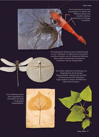 47Adnan Oktar
Harun Yahya
Ein bedeutendes Merkmal des Fossilienbestands
ist sein “Stillstand“. Es gibt keinen Unterschied
zwischen Fossilien, die vor Hunderten Millionen
Jahren lebten und lebenden Exemplaren.
“Evolution“ hat nie stattgefunden.
Ein 25 Millionen Jahre
altes Pappelblatt un-
terscheidet sich nicht
von heutigen
Pappelblättern.
Ein Garnelenfossil aus dem
Jurazeitalter (vor 206 bis 144
Millionen Jahren) hat
dieselbe tadellose
Erscheinung wie heutige
Exemplare.
Die Libelle, Objekt der Erforschung von
Flugtechniken durch heutige
Wissenschaftler, offenbart ihre perfekte
Erscheinung und ihre fehlerlosen
Eigenschaften in diesem 140 Millionen
Jahre alten Exemplar.
 