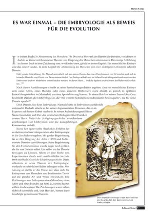 61Adnan Oktar
ES WAR EINMAL – DIE EMBRYOLOGIE ALS BEWEIS
FÜR DIE EVOLUTION
I
n seinem Buch Die Abstammung des Menschen (The Descent of Man) erklärt Darwin die Beweise, von denen er
dachte, er könne mit ihnen seine Theorie vom Ursprung des Menschen untermauern. Die einzige Abbildung
in diesem Buch ist eine Zeichnung von zwei Embryonen, gleich im ersten Kapitel: Ein menschliches Embryo
und das eines Hundes. In dem Kapitel Die Abstammung des Menschen von einer niedrigeren Lebensform schreibt
Darwin:
Embryonale Entwicklung: Der Mensch entwickelt sich aus einem Ovum, das einen Durchmesser von 0,2 mm hat und sich in
keinerlei Hinsicht vom Ovum von Tieren unterschiedet. Das Embryo selbst kann im frühen Entwicklungsstadium kaum von den
Embryonen anderer Wirbeltiere unterschieden werden. In dieser Phase… sind die Spalten an den Seiten des Halses noch erhal-
ten…53
Nach diesen Ausführungen schreibt er, seine Beobachtungen hätten ergeben, dass ein menschliches Embryo
dem eines Affen, eines Hundes oder eines anderen Wirbeltiers stark ähnelt, es jedoch in späteren
Entwicklungsstadien im Mutterleib zu einer Spezialisierung kommt. In einem Brief an seinen Freund Asa Gray
beschreibt Darwin die Embryologie als die “bei weitem bedeutendste individuelle Beweisquelle“, die für seine
Theorie spricht.54
Doch Darwin war kein Embryologe. Niemals hatte er Embryonen ausführlich
untersucht. Deshalb zitierte er bei seiner Argumentation Personen, die er als
Experten auf diesem Gebiet erachtete. In seinen Aufzeichnungen fällt ein
Name besonders auf: Der des deutschen Biologen Ernst Haeckel,
dessen Buch Natürliche Schöpfungsgeschichte verschiedene
Zeichnungen von Embryonen und die dazugehörigen
Kommentare enthält.
Kurze Zeit später sollte Haeckel als Urheber der
evolutionistischen Interpretation der Embryologie
in die Geschichte eingehen. Mit großer Begeisterung
las er Den Ursprung der Arten (1859) und befür-
wortete Darwins Ausführungen. Seine Begeisterung
für den Evolutionismus wurde sogar noch größer,
als die von Darwin selbst. Um selbst zu der Theorie
beitragen zu können, führte er eine Reihe von
Experimenten durch und veröffentlichte im Jahr
1868 sein Buch Natürliche Schöpfungsgeschichte. Darin
erläuterte er seine Theorie der Embryologie,
wodurch er erheblichen Ruhm erlangen sollte. Von
Anfang an stellte er die These auf, dass sich die
Embryonen von Menschen und bestimmten Tieren
auf die gleiche Art und Weise entwickeln. Die
Zeichnungen von Embryonen eines Menschen, eines
Affen und eines Hundes auf Seite 242 seines Buches
sollten das beweisen. Die Zeichnungen waren offen-
sichtlich identisch und, laut Haeckel, hatten diese
Geschöpfe gemeinsame Wurzeln.
Harun Yahya
DDeerr ddeeuuttsscchhee BBiioollooggee EErrnnsstt HHaaeecckkeell wwaarr
ddeerr BBeeggrrüünnddeerr ddeerr ddaarrwwiinniissttiisscchheenn
EEmmbbrryyoollooggiiee..
 