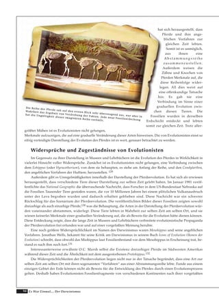 94 Es War Einmal.... Der Darwinismus
hat sich herausgestellt, dass
Pferde und ihre ange-
blichen Vorfahren zur
gleichen Zeit lebten.
Somit ist es unmöglich,
aus ihnen eine
A b s t a m m u n g s r e i h e
zusammenzustellen.
Außerdem weisen die
Zähne und Knochen von
Pferden Merkmale auf, die
diese Reihenfolge wider-
legen. All dies weist auf
eine offenkundige Tatsache
hin: Es gab nie eine
Verbindung im Sinne einer
graduellen Evolution zwis-
chen diesen Tieren. Die
Fossilien wurden in derselben
Erdschicht entdeckt und lebten
somit zur gleichen Zeit. Trotz aller-
größter Mühen ist es Evolutionisten nicht gelungen,
Merkmale aufzuzeigen, die auf eine graduelle Veränderung dieser Arten hinweisen. Die von Evolutionisten einst so
eifrig verteidigte Darstellung der Evolution des Pferdes ist es wert, genauer betrachtet zu werden.
Widersprüche und Zugeständnisse von Evolutionisten
Im Gegensatz zu ihrer Darstellung in Museen und Lehrbüchern ist die Evolution des Pferdes in Wirklichkeit in
vielerlei Hinsicht voller Widersprüche. Zunächst ist es Evolutionisten nicht gelungen, eine Verbindung zwischen
dem Eohippus (oder Hyracotherium), von dem sie behaupten, es stehe am Anfang der Reihe, und den Condylarthra,
den angeblichen Vorfahren der Huftiere, herzustellen. 129
Außerdem gibt es Unregelmäßigkeiten innerhalb der Darstellung der Pferdeevolution. Es hat sich als erwiesen
herausgestellt, dass verschiedene Tiere dieser Darstellung zur selben Zeit gelebt haben. Im Januar 1981 veröf-
fentlichte das National Geographic die überraschende Nachricht, dass Forscher in dem US-Bundesstaat Nebraska auf
die Fossilien Tausender Tiere gestoßen waren, die vor 10 Millionen Jahren bei einem plötzlichen Vulkanausbruch
unter der Lava begraben wurden und dadurch erhalten geblieben sind. Diese Nachricht war ein schwerer
Rückschlag für das Szenarium der Pferdeevolution. Die veröffentlichten Bilder dieser Fossilien zeigten sowohl
dreizehige als auch einzehige Pferde,130 was die Behauptung, die Arten in der Darstellung der Pferdeevolution wür-
den voneinander abstammen, widerlegt. Diese Tiere lebten in Wahrheit zur selben Zeit am selben Ort, und sie
wiesen keinerlei Merkmale einer graduellen Veränderung auf, die als Beweis für die Evolution hätte dienen können.
Diese Entdeckung zeigte, dass die lange Zeit in Museen und Lehrbüchern verbreitete evolutionistische Propaganda
der Pferdeevolution frei erfunden war und auf einer vorgefaßten Meinung beruhte.
Eine noch größere Widersprüchlichkeit im Namen des Darwinismus waren Mesohippus und seine angeblichen
Vorfahren. Jonathan Wells, bekannt für seine Kritik am Darwinismus in seinem Buch Icons of Evolution (Ikonen der
Evolution) schreibt, dass obwohl das Miohippus laut Fossilienbestand vor dem Mesohippus in Erscheinung trat, be-
stand es nach ihm noch fort.131
Interessanterweise erwähnte O.C. Marsh selbst die Existenz dreizehiger Pferde im Südwesten Amerikas
während dieser Zeit und die Ähnlichkeit mit dem ausgestorbenen Protohippus.132
Die Widersprüchlichkeiten der Pferdeevolution liegen nicht nur in der Tatsache begründet, dass eine Art zur
selben Zeit am selben Ort mit ihren sogenannten “Vorfahren“ aus einer Abstammungsreihe lebte. Funde aus einem
einzigen Gebiet der Erde können nicht als Beweis für die Entwicklung des Pferdes durch einen Evolutionsprozess
gelten. Deshalb haben Evolutionisten Fossilienfragmente von verschiedenen Kontinenten nach ihrer vorgefaßten
DDiiee RReeiihhee ddeerr PPffeerrddee ssaahh aauuff ddeenn eerrsstteenn BBlliicckk sseehhrr üübbeerrzzeeuuggeenndd aauuss,, wwaarr aabbeerr iinn
WWaahhrrhheeiitt ddaass EErrggeebbnniiss vvoonn VVeerrddrreehhuunngg ddeerr FFaakktteenn.. JJeeddee nneeuuee FFoossssiilleennttddeecckkuunngg
hhaatt ddiiee UUnnggüüllttiiggkkeeiitt ddiieesseerr iimmaaggiinnäärreenn RReeiihhee eenntthhüülllltt..
 
