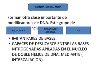 AGENTES INTERCALANTES
Forman otra clase importante de
modificadores de DNA. Este grupo de
compuestos incluyen:PROFLAVINA ICR
NARANJA DE
ACRIDINA
• IMITAN PARES DE BASES.
• CAPACES DE DESLIZARCE ENTRE LAS BASES
NITROGENADAS APILADAS EN EL NUCLEO
DE DOBLE HELICE DE DNA. MEDIANTE (
INTERCALACION).
 