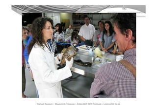 Samuel Bausson – Muséum de Toulouse – Ardesi #et7 2010 Toulouse – Licence CC by-sa
 