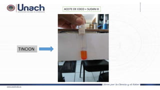 ACEITE DE COCO + SUDAN III
TINCION
 