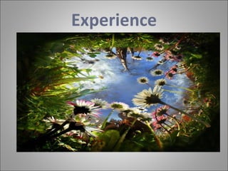 Experience 