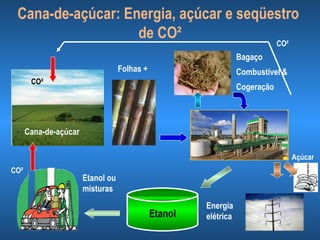 Cana-de-açúcar: Energia, açúcar e seqüestro
                   de CO²
                                                                              CO²
                                                                  Bagaço
                                   Folhas +                       Combustível &
       CO²
                                                                  Cogeração




      Cana-de-açúcar

                                                                                    Açúcar
CO²
                       Etanol ou
                       misturas
                                                       Energia
                                              Etanol   elétrica
 