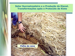 Palha de cana
Setor Sucroalcooleiro e a Produção de Etanol.
Transformações após o Protocolo de Kioto
 