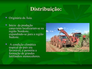 Distribuição:Distribuição:
 Originária da Ásia.Originária da Ásia.
 Início da produçãoInício da produção
canavieira localizaram-se nacanavieira localizaram-se na
região Nordeste,região Nordeste,
expandindo-se para a regiãoexpandindo-se para a região
Sudeste.Sudeste.
 A condição climáticaA condição climática
tropical do país eratropical do país era
favorável, e permitiu afavorável, e permitiu a
formação de grandesformação de grandes
latifúndios monocultores.latifúndios monocultores.
 