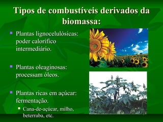 Tipos de combustíveis derivados daTipos de combustíveis derivados da
biomassa:biomassa:
 Plantas lignocelulósicas:Plantas lignocelulósicas:
poder caloríficopoder calorífico
intermediário.intermediário.
 Plantas oleaginosas:Plantas oleaginosas:
processam óleos.processam óleos.
 Plantas ricas em açúcar:Plantas ricas em açúcar:
fermentação.fermentação.
 Cana-de-açúcar, milho,Cana-de-açúcar, milho,
beterraba, etc.beterraba, etc.
 