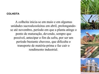 COLHEITA
A colheita inicia-se em maio e em algumas
unidades sucroalcooleiras em abril, prolongando-
se até novembro, período em que a planta atinge o
ponto de maturação, devendo, sempre que
possível, antecipar o fim da safra, por ser um
período bastante chuvoso, que dificulta o
transporte de matéria-prima e faz cair o
rendimento industrial.
 