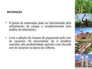 MATURAÇÃO
• O ponto de maturação pode ser determinado pelo
refratômetro de campo e complementado pela
análise de laboratório.
• Com a adoção do sistema de pagamento pelo teor
de sacarose, há necessidade de o produtor
conciliar alta produtividade agrícola com elevado
teor de sacarose na época da colheita.
 