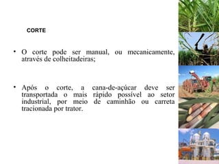 CORTE
• O corte pode ser manual, ou mecanicamente,
através de colheitadeiras;
• Após o corte, a cana-de-açúcar deve ser
transportada o mais rápido possível ao setor
industrial, por meio de caminhão ou carreta
tracionada por trator.
 