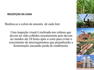 RECEPÇÃO DA CANA
Realiza-se a coleta de amostra de cada lote:
Uma inspeção visual é realizada nos colmos que
devem ter sido colhidos recentemente pois devem
ser moídos até 24 horas após o corte para evitar o
crescimento de microrganismos que prejudicarão a
fermentação causando perda de rendimento.
 