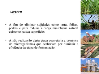 LAVAGEM
• A fim de eliminar sujidades como terra, folhas,
pedras e para reduzir a carga microbiana natural
existente na sua superfície;
• A não realização desta etapa acarretaria a presença
de microrganismos que acabariam por diminuir a
eficiência da etapa de fermentação.
 