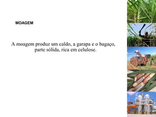 MOAGEM
A moagem produz um caldo, a garapa e o bagaço,
parte sólida, rica em celulose.
 