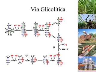 Via Glicolítica
 