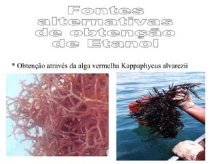 * Obtenção através da alga vermelha Kappaphycus alvarezii
 