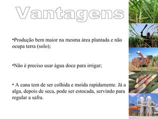 •Produção bem maior na mesma área plantada e não
ocupa terra (solo);
•Não é preciso usar água doce para irrigar;
• A cana tem de ser colhida e moída rapidamente. Já a
alga, depois de seca, pode ser estocada, servindo para
regular a safra.
 