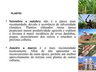 PLANTIO
• Setembro a outubro não é a época mais
recomendada, devido à ocorrência de adversidade
climática. Plantios efetuados nessa época
propiciam menor produtividade agrícola e expõem
a lavoura à maior incidência de ervas daninhas,
pragas, assoreamento dos sulcos e retardam a
próxima colheita.
• Janeiro a março é o mais recomendado
tecnicamente. Além de não apresentar os
inconvenientes da outra época, permite um melhor
aproveitamento do terreno com plantio de outras
culturas.
 