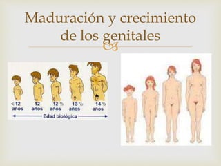 
Maduración y crecimiento
de los genitales
 