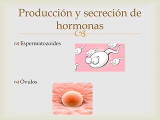 
 Espermatozoides
 Óvulos
Producción y secreción de
hormonas
 