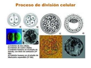 Proceso de división celular
 