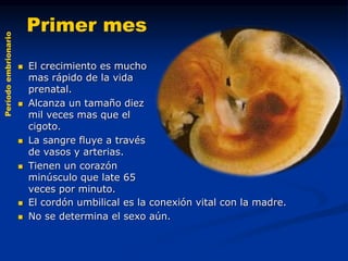 Períodoembrionario
 El crecimiento es mucho
mas rápido de la vida
prenatal.
 Alcanza un tamaño diez
mil veces mas que el
cigoto.
 La sangre fluye a través
de vasos y arterias.
 Tienen un corazón
minúsculo que late 65
veces por minuto.
Primer mes
 El cordón umbilical es la conexión vital con la madre.
 No se determina el sexo aún.
 