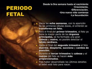  Hacia las ocho semanas, con la aparición
de las primeras células óseas, el embrión se
transforma en feto.
 Para el final del primer trimestre, el feto ya
tiene la mayor parte de los órganos
principales, se ha formado una gran
cabeza y rostro, es posible detectar el
latido cardíaco.
 Hacia el final del segundo trimestre el feto
duerme, despierta, succiona y cambia de
posición.
 Durante el tercer trimestre la cabeza y el
cuerpo del feto se hacen más
proporcionados.
 Tras haber desarrollado los últimos detalles
el bebé está listo para nacer.
PERIODO
FETAL
Desde la 9na semana hasta el nacimiento
•Crecimiento.
•Diferenciación.
•Una nueva vida comienza
•La fecundación
 