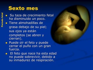 Sexto mes
Períodofetal
 Su taza de crecimiento fetal
ha disminuido un poco.
 Tiene almohadillas de
grasa debajo de su piel;
sus ojos ya están
completos (se abren y
cierran).
 Puede oír el feto y puede
cerrar el puño con un gran
fuerza.
 El feto que nace ha esta edad
no puede sobrevivir, debido a
su inmadurez de respiración.
 