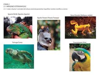 ETAPA 2
2.1. IMÁGENES FOTOGRAFICAS
2.1.1. Listar e ilustrar 5 animales de la fauna nacional panameña. Especificar nombre científico y común.

Iguana Verde (Iguana, Iguana)

Rana Dorada (Atelopus zeteki)
Aguila Harpia (Harpia harpyja)

Tortuga Carey

Guacamayas (Ara)

 