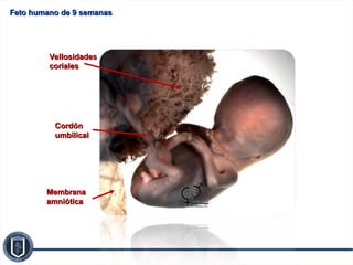 ETAPA 3. PERIODO EMBRIONARIO. PERIODO EMBRIONARIO Y FETAL (1).ppt