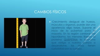 CAMBIOS FÍSICOS
 Crecimiento desigual de huesos,
músculos y órganos, puede dar una
apariencia algo torpe, Supone el
inicio de la pubertad para la
mayoría, En la región cerebral del
hipotálamo, los menores liberan la
proteína QUISPETINA la hormona
que obliga a nuestro cuerpo a
desarrollarse, los niños tienen
curiosidad por su cuerpo.
 