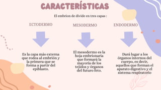 ETAPA EMBRIONARIA EN EL DESARROLLO DEL FETO | PPTX