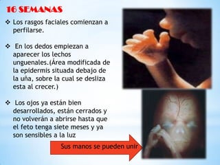 16 SEMANAS
 Los rasgos faciales comienzan a
perfilarse.
 En los dedos empiezan a
aparecer los lechos
unguenales.(Área modificada de
la epidermis situada debajo de
la uña, sobre la cual se desliza
esta al crecer.)
 Los ojos ya están bien
desarrollados, están cerrados y
no volverán a abrirse hasta que
el feto tenga siete meses y ya
son sensibles a la luz

 