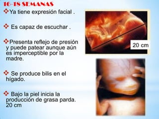 16-18 SEMANAS

Ya tiene expresión facial .

 Es capaz de escuchar .
Presenta reflejo de presión
y puede patear aunque aún
es imperceptible por la
madre.

 Se produce bilis en el
hígado.

 Bajo la piel inicia la

producción de grasa parda.
20 cm

 