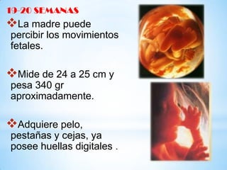 19-20 SEMANAS

La madre puede
percibir los movimientos
fetales.

Mide de 24 a 25 cm y
pesa 340 gr
aproximadamente.

Adquiere pelo,
pestañas y cejas, ya
posee huellas digitales .

 