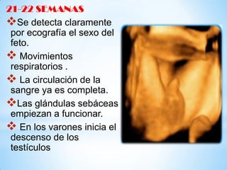 21-22 SEMANAS
Se detecta claramente
por ecografía el sexo del
feto.
 Movimientos
respiratorios .
 La circulación de la
sangre ya es completa.
Las glándulas sebáceas
empiezan a funcionar.
 En los varones inicia el
descenso de los
testículos

 