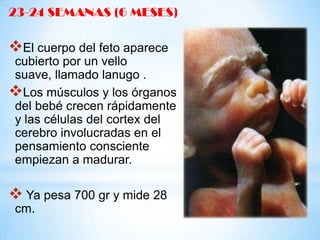 23-24 SEMANAS (6 MESES)

El cuerpo del feto aparece
cubierto por un vello
suave, llamado lanugo .
Los músculos y los órganos
del bebé crecen rápidamente
y las células del cortex del
cerebro involucradas en el
pensamiento consciente
empiezan a madurar.

 Ya pesa 700 gr y mide 28
cm.

 