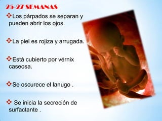 25-27 SEMANAS

Los párpados se separan y
pueden abrir los ojos.

La piel es rojiza y arrugada.
Está cubierto por vérnix
caseosa.

Se oscurece el lanugo .
 Se inicia la secreción de
surfactante .

 