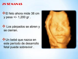 28 SEMANAS

El feto ahora mide 38 cm
y pesa +/- 1,200 gr .

 Los párpados se abren y
se cierran.

Un bebé que nazca en
este período de desarrollo
fetal puede sobrevivir .

 