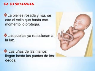 32-33 SEMANAS

La piel es rosada y lisa, se
cae el vello que hasta ese
momento lo protegía.

Las pupilas ya reaccionan a
la luz.

 Las uñas de las manos
llegan hasta las puntas de los
dedos.

 