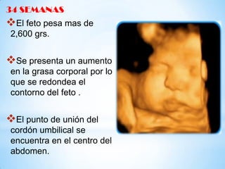 34 SEMANAS

El feto pesa mas de
2,600 grs.

Se presenta un aumento
en la grasa corporal por lo
que se redondea el
contorno del feto .

El punto de unión del
cordón umbilical se
encuentra en el centro del
abdomen.

 