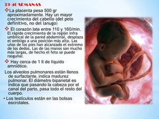 39-40 SEMANAS
La placenta pesa 500 gr
aproximadamente. Hay un mayor
crecimiento del cabello (del pelo
definitivo, no del lanugo)
 El corazón late entre 110 y 160/min.

El rápido crecimiento de la región infra
umbilical de la pared abdominal, desplaza
el ombligo a una posición más alta. Las
uñas de los pies han alcanzado el extremo
de los dedos. Las de las manos son mucho
más largas, de hecho el feto se puede
rasguñar.

 Hay cerca de 1 lt de líquido

amniótico.
Los alveolos pulmonares están llenos
de surfactante, indica madurez
pulmonar. El diámetro biparietal es
indica que pasando la cabeza por el
canal del parto, pasa todo el resto del
cuerpo.
• Los testículos están en las bolsas
escrotales.

 