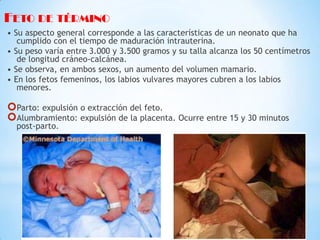 FETO DE TÉRMINO
• Su aspecto general corresponde a las características de un neonato que ha
cumplido con el tiempo de maduración intrauterina.
• Su peso varía entre 3.000 y 3.500 gramos y su talla alcanza los 50 centímetros
de longitud cráneo-calcánea.
• Se observa, en ambos sexos, un aumento del volumen mamario.
• En los fetos femeninos, los labios vulvares mayores cubren a los labios
menores.

Parto: expulsión o extracción del feto.
Alumbramiento: expulsión de la placenta. Ocurre entre 15 y 30 minutos
post-parto.

 
