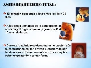 ANTES DES PERIODO FETAL:

 El corazón comienza a latir entre los 18 y 25
días.

A las cinco semanas de la concepción, el

corazón y el hígado son muy grandes. Mide unos
10 mm . de largo.

Durante la quinta y sexta semana no existen aún
huesos craneales, los brazos y las piernas son
hasta ahora extremadamente cortos y los pies
están empezando a tomar forma.

 