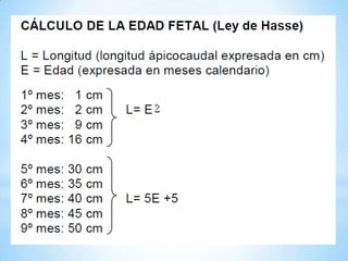 Etapa fetal