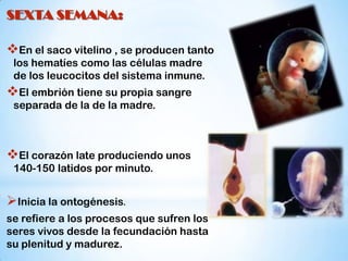 SEXTA SEMANA:

En el saco vitelino , se producen tanto
los hematíes como las células madre
de los leucocitos del sistema inmune.

El embrión tiene su propia sangre
separada de la de la madre.

El corazón late produciendo unos
140-150 latidos por minuto.

Inicia la ontogénesis.
se refiere a los procesos que sufren los
seres vivos desde la fecundación hasta
su plenitud y madurez.

 